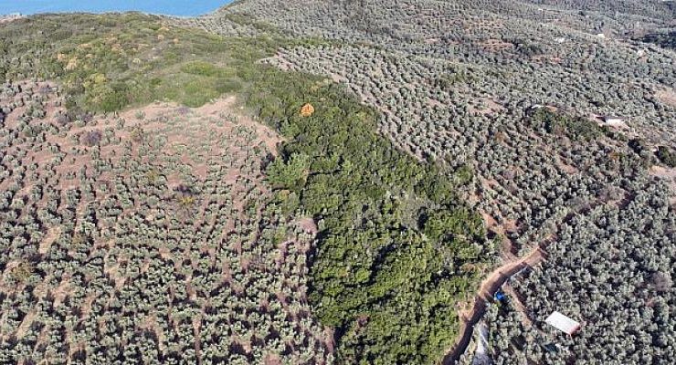 Mudanya Belediyesi Sokak Hayvanları Rehabilitasyon Merkezi ve Barınak Projesi’ne Ön İzni Aldı